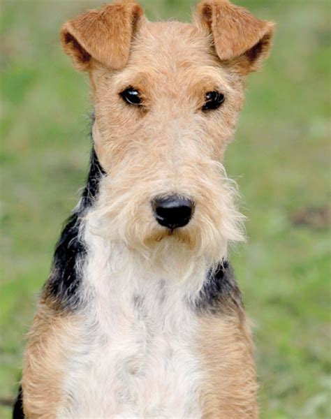 How To Care For Wire Fox Terriers Vida Veterinary Care