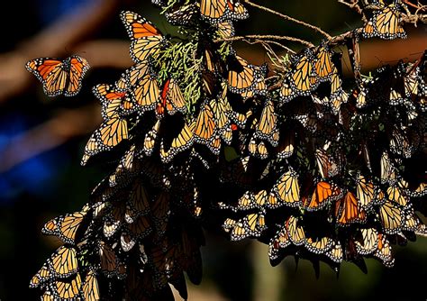 Early Western Monarch Butterfly Numbers In Santa Cruz Released Santa