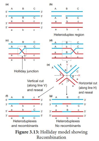Crossing Over Mechanism Types Importance Recombination Botany