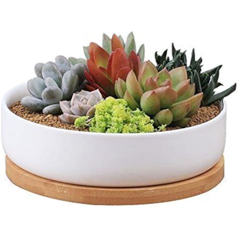 6 Inch Modern White Ceramic Round Succulent Cactus Planter Pot Drainage