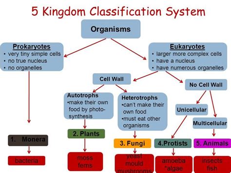 Five Kingdom Classification Veracious 5 Kingdoms Of Classification In