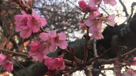 Cherry Blossoms Could Be Chopped In New Victoria Plan Ctv News