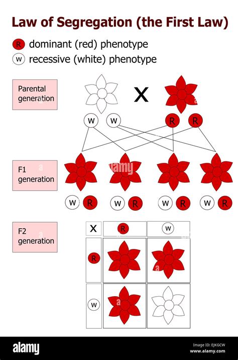 Principle Of Segregation Mendel