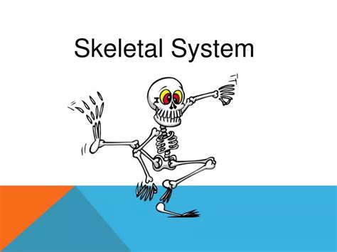 Ppt Skeletal System Powerpoint Presentation Free Download Id2156858