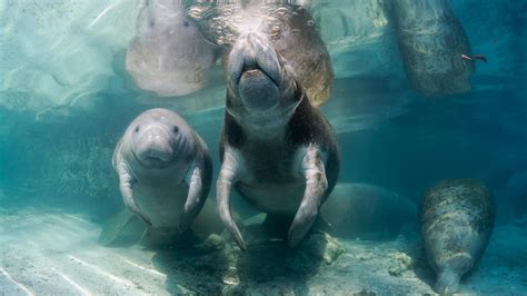 Swimming With Manatees