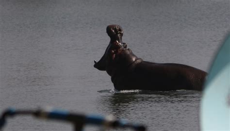 Watch Hippo Makes Itself At Home In Recreational Area Zululand Observer