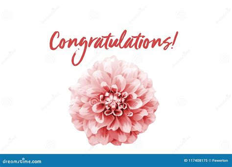 Congratulations Pink Text Message And Pink And White Dahlia Flower