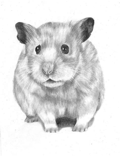 Cute Hamster Tegning Shopkins Tegninger Print