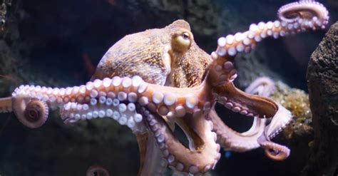 What Do Octopus Eat Az Animals
