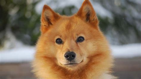 Finnish Spitz Information Characteristics Facts Names Spitz Dogs