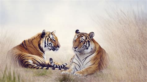Wallpaper Tigers Big Cats Pair Grass 4k Animals