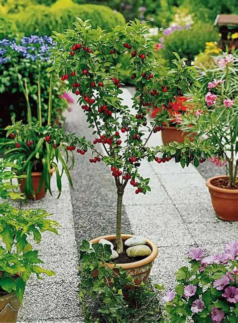 21 Best Ideas For Growing Fruit Trees In Containers Gardenoid