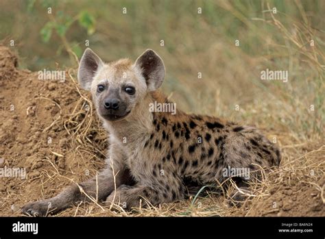 Spotted Hyena Lying Crocuta Crocuta Stock Photo Alamy