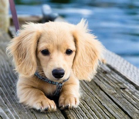 1 archdale long haired dapple dachshund. Shaded Cream Long Haired Dachshund | Puppies | Pinterest ...