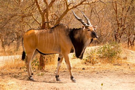 Top 10 Largest Antelope Species In Africa Africa Freak