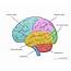 Human Brain Diagram – Labeled Unlabled And Blank