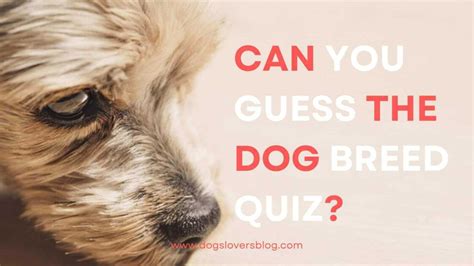 Can You Guess The Dog Breed Quiz Test Your Dog Knowledge With This Quiz