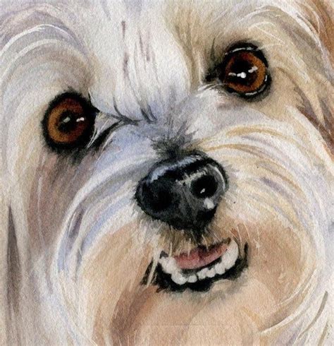 white maltese silky terrier dog art print watercolor painting etsy dog print art dog art