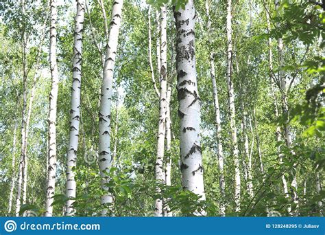 Beautiful Birch Trees Stock Image Image Of Park Background 128248295