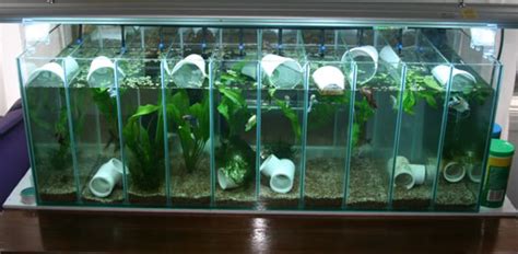 Aquarium paling unik yang ada di pasaran indonesia. Betta Fish Tanks - Bentuk Akuarium Ikan Cupang Indah ...