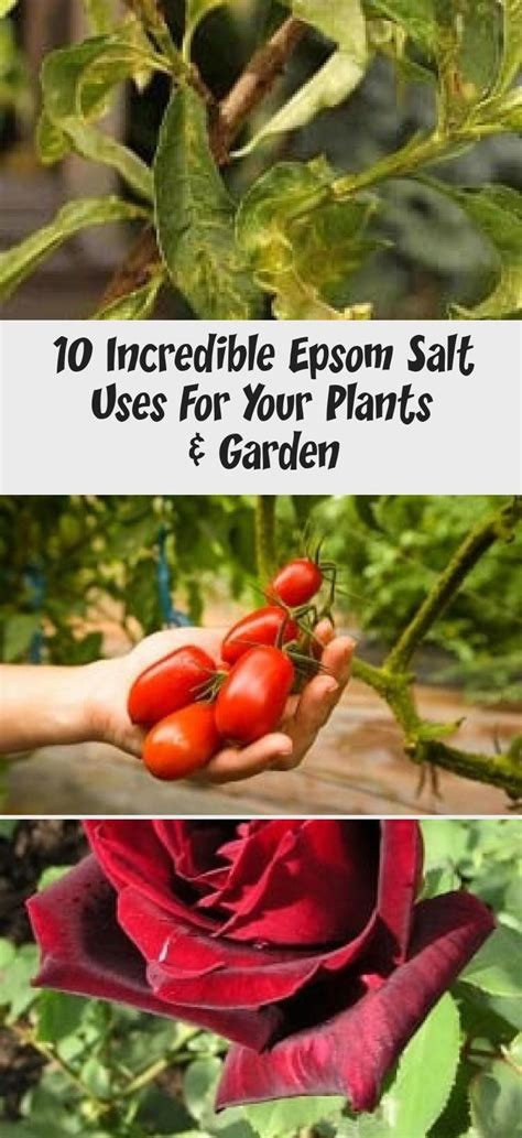 10 Incredible Epsom Salt Uses For Your Plants And Garden