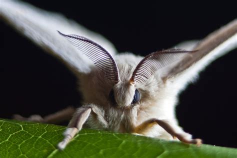 Bombyx Mori Moth Fasrscribe