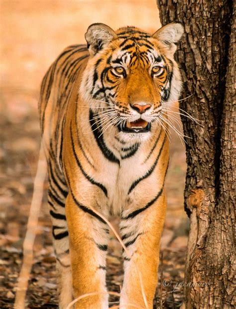 Tigre Panthera Tigris Parque Nacional Bandhavgarh India JUCAMURO