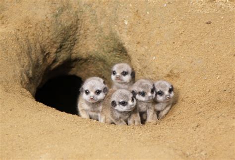 Proud Meerkat Mum Shows Pups New Home For First Time Viraltab