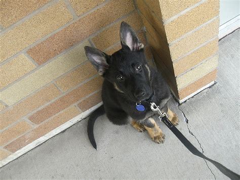 Post Your Puppyadult Comparison Pictures German Shepherd Dog Forums