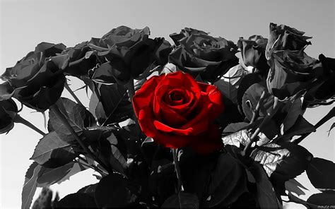 Red And Black Rose Wallpapers 12 Widescreen Wallpaper Black Roses