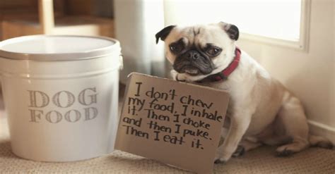 These 17 Naughty Pugs Just Got Shamed By Their Owners