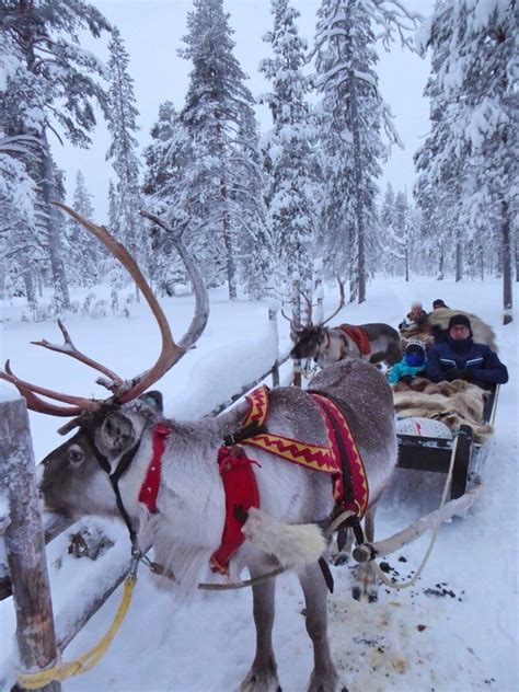 How To Book A Reindeer Safari In Lapland Globetotting
