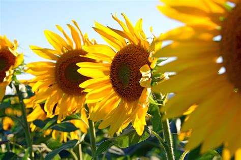 Hanya saja memang harus memenuhi syarat hidup dan dirawat dengan baik agar bunga bisa tumbuh dengan subur dan sehat. 3 Metode Tepat Cara Menanam Bunga Matahari (di Halaman Rumah)