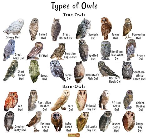 Pin By Linnea Halvorsen On Owls Owl Species Pet Birds Owl Facts