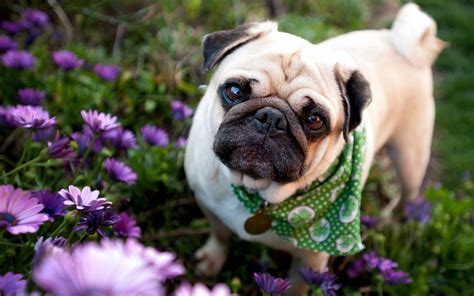 Pug Full Hd Wallpaper And Background Image 1920x1200 Id415155