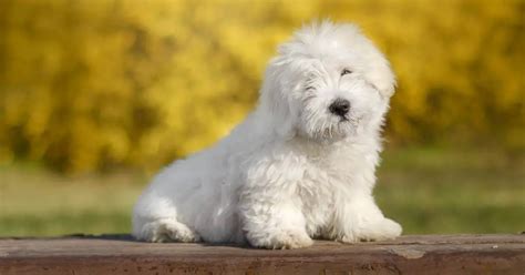 Coton De Tulear Dog Breed Info Guide And Care