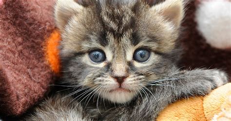 Small Animal Talk Feline Calicivirus Cat Cafe Visible Veins Free