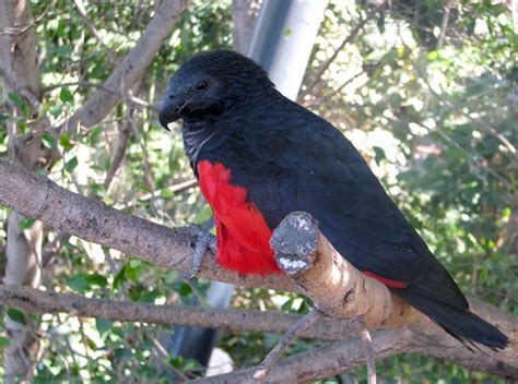 Pesquet's parrot (psittrichas fulgidus), also known as the dracula parrot or as the vulturine parrot (leading to easy confusion with pyrilia vulturina from brazil), is the only member of its genus. Pesquet's Parrot | Tenerife. Puerto de la Cruz. Loro ...