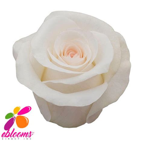 Bridal Akito Roses Eblooms Farm Direct Inc