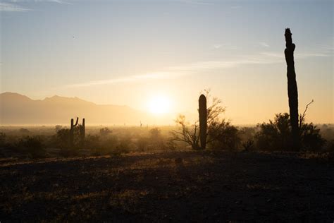 Itap Of Some Cacti In The Az Desert During Sunrise Ritookapicture