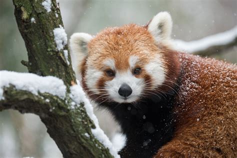 Facts About Red Pandas