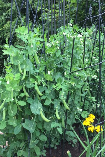 How To Grow Sugar Snap Peas And Snow Peas The Perfect Spring Crop