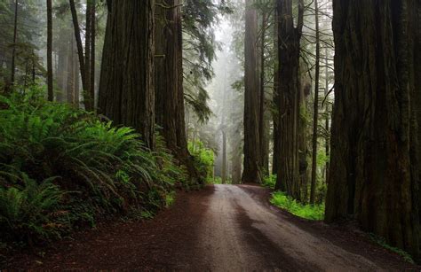 Forest images & wallpapers for mobile and desktop. Rain Forest Road Wallpapers - Wallpaper Cave
