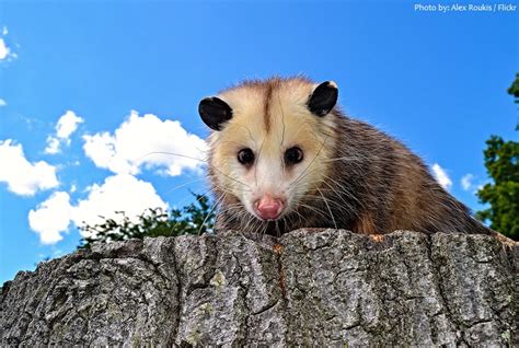 Interesting Facts About Opossums Just Fun Facts