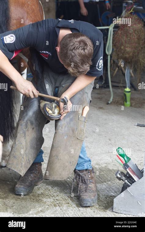 Farrier Shoeing A Horse Stock Photo Alamy