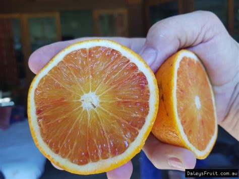Buy Orange Tarocco Blood Grafted Orange Fruit Tree Citrus Sinensis