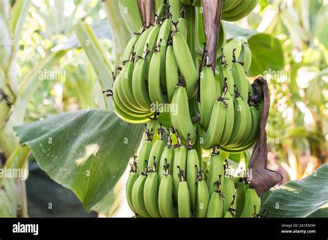 Organic Young Green Banana On A Bunch On A Tree Cluster Of Unripe