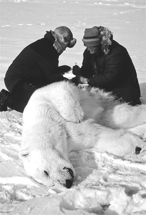 Give The Polar Bears A Break Winnipeg Free Press