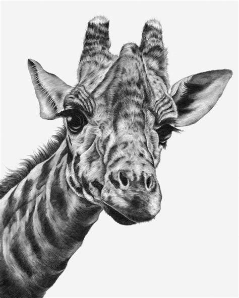 Giraffe Drawing Print Etsy