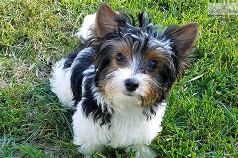 Rad Biewer Terrier Puppy For Sale Near Wichita Kansas A4a9a525 22d1